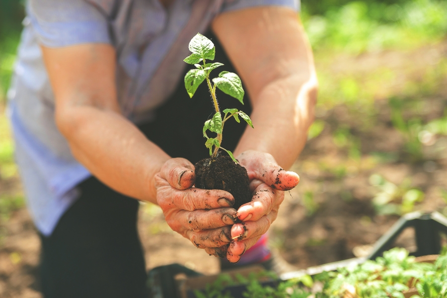 A person transplanting a small tomato plant outside in a garden