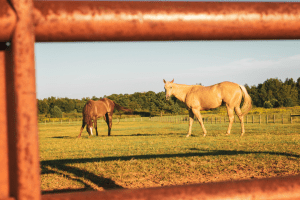 kentucky, farmer, generation, ida, huddleston