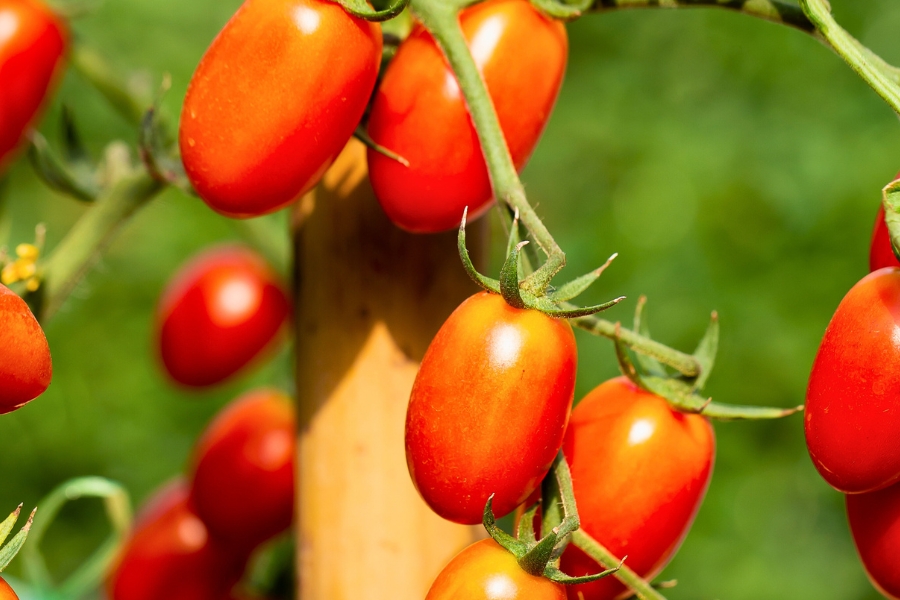 A ripe harvest of Roma tomatoes growing in a garden