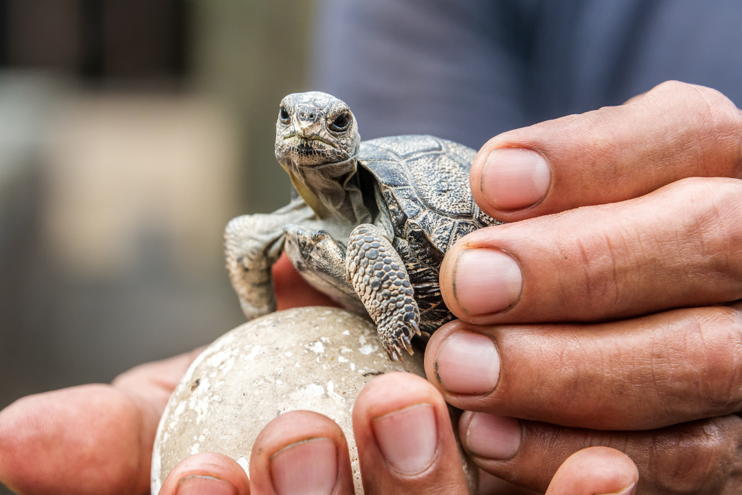 galapagos, tortoises, island, conservation, science