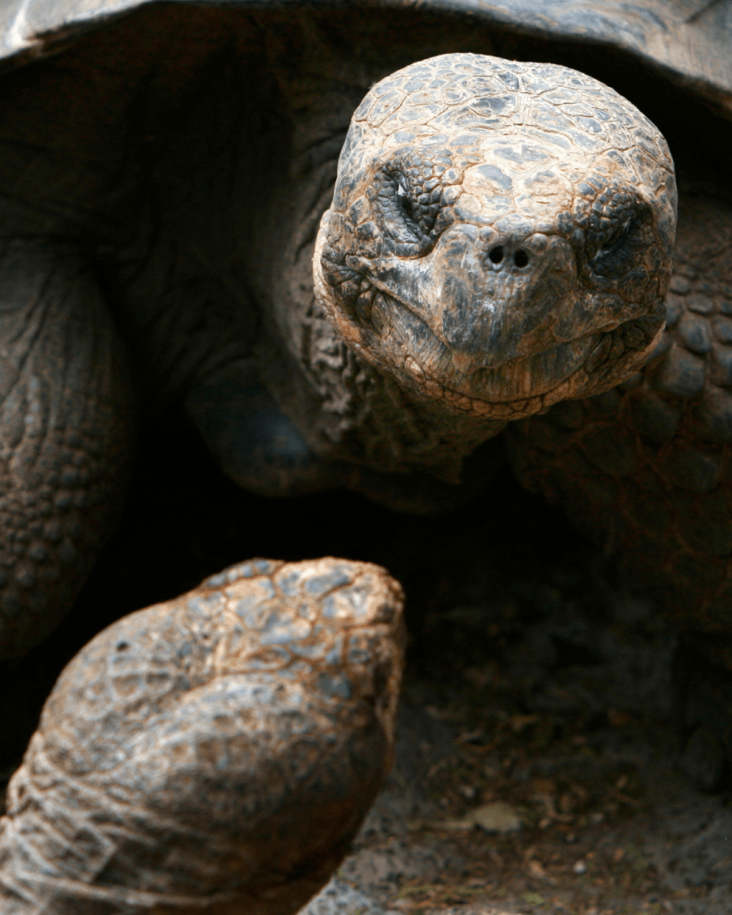 galapagos, tortoises, island, conservation, science