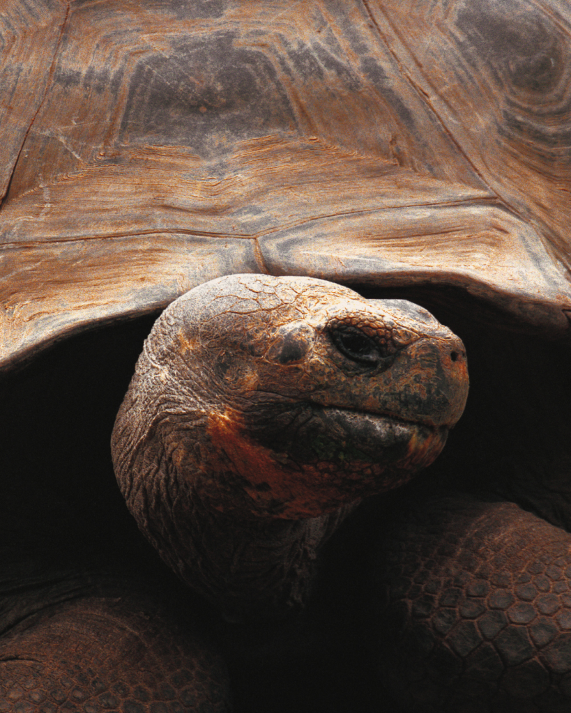 galapagos, tortoises, island, conservation, science