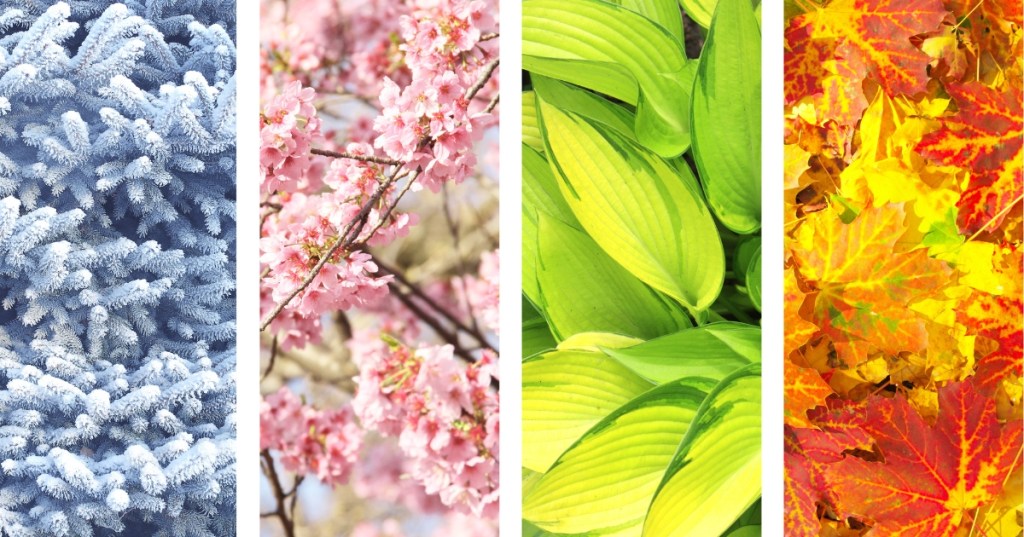 Four images of trees and leaves during the four seasons as a metaphor for the seasons of life