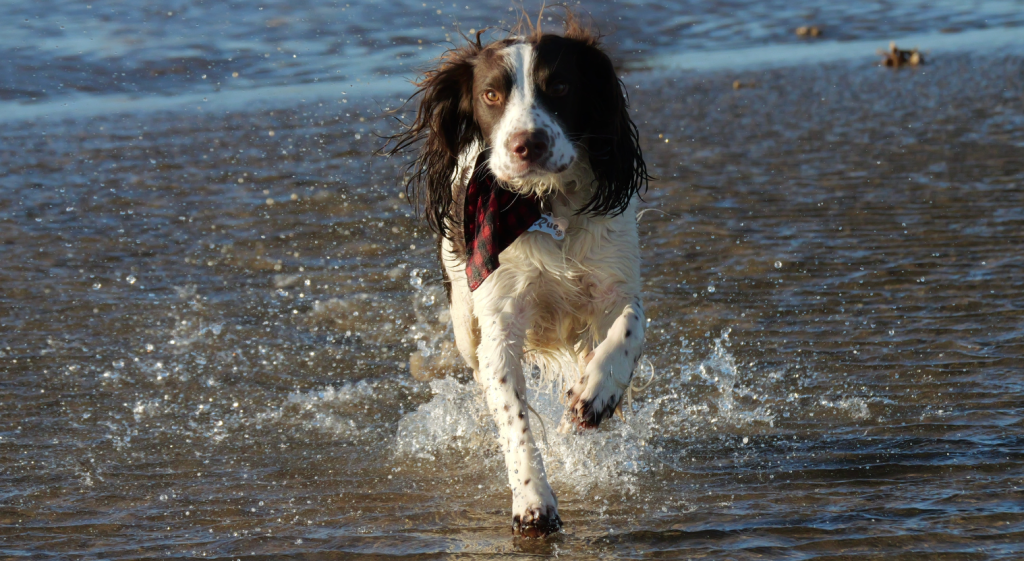 Springer Spaniel accidentally reveals husband’s secret when wife takes him out for a walk
