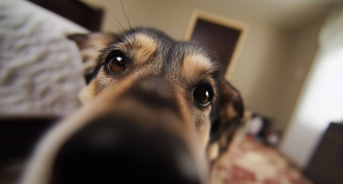 dog, dog's eyes, dog's snout, happy dog