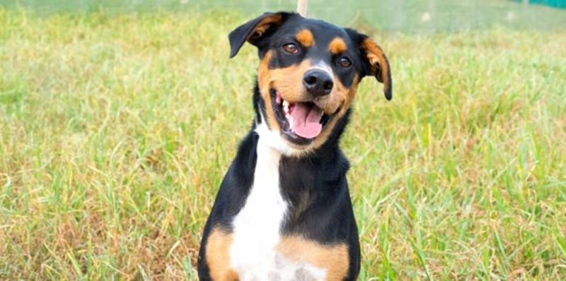 dogs, pets, biology, happy dog, smiling dog