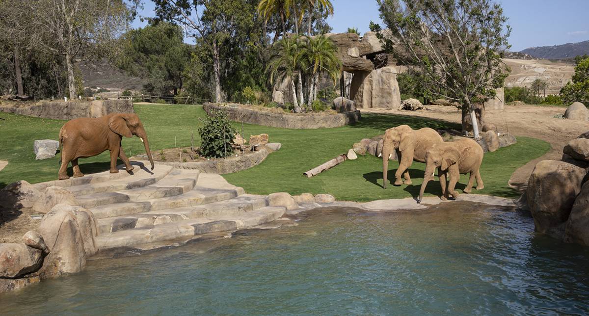 san diego zoo, san diego safari park, elephants, conservation
