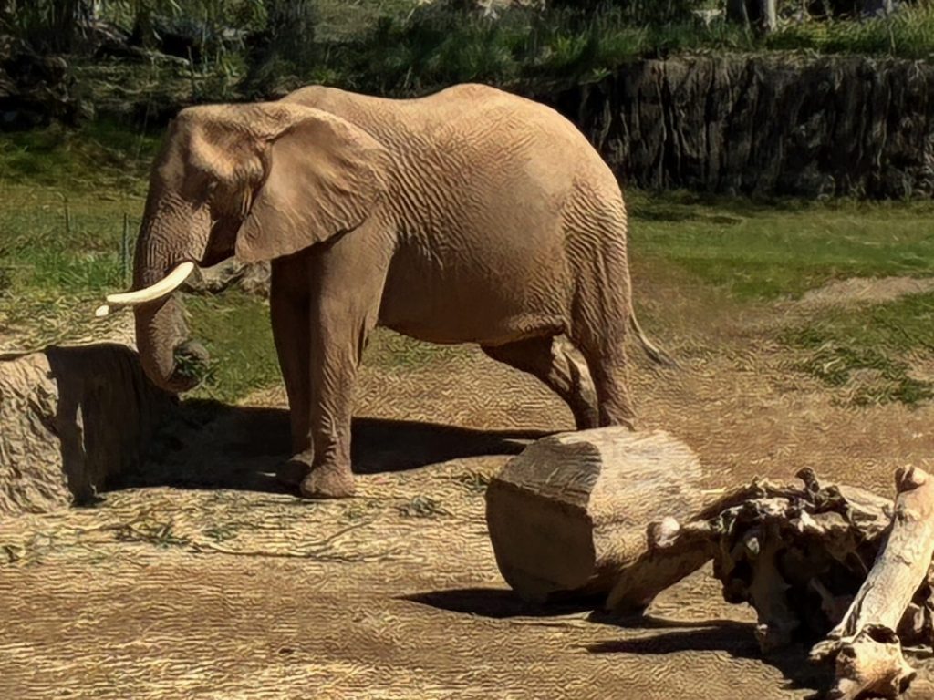 elephants, safari park, san diego, san diego zoo, elephant valley