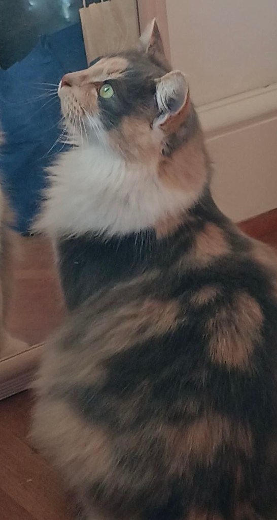 cat, pizza, rescue, Ringo Starr