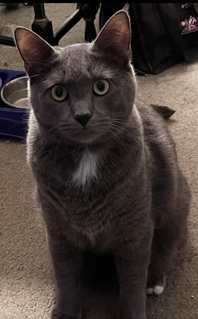 cat, Ringo Starr, pets