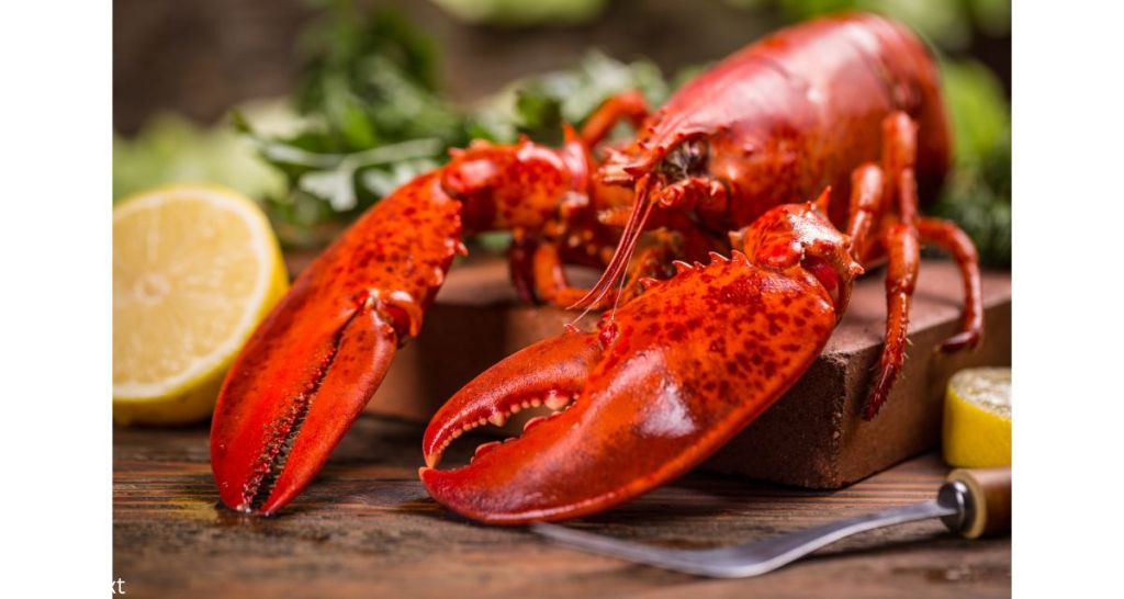 lobster, lemon, lobster dinner, garnish, seafood, shellfish, 