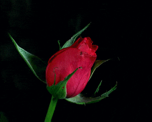A GIf of an opening rose