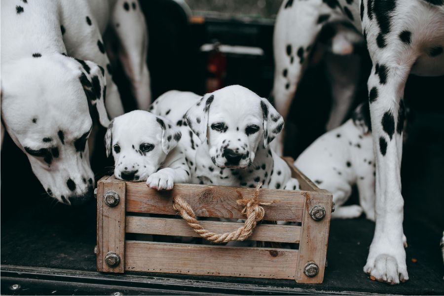 101 days of school, dalmatians, funny, family, parenting, culture