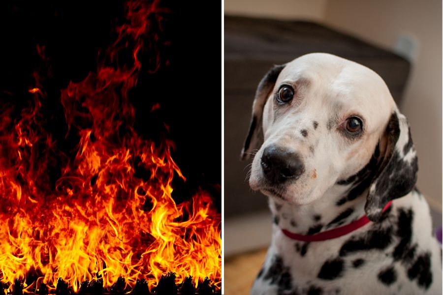 101 days of school, dalmatians, funny, family, parenting, culture