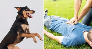 service dog, cpr, dog video