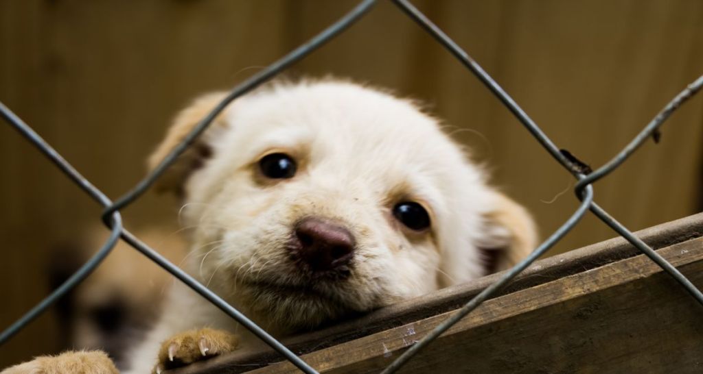 puppy adoption, spain, positive news