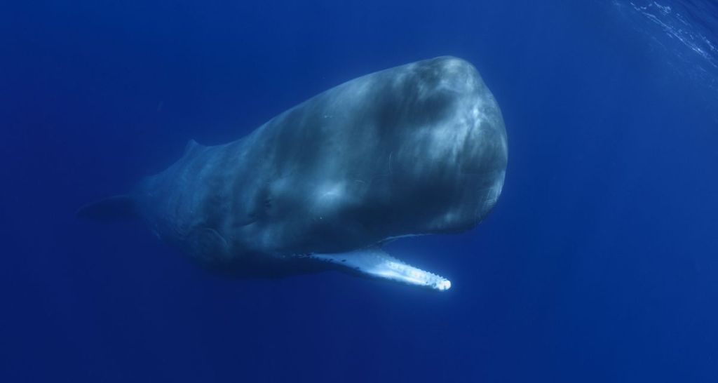 sperm whale, whale birth, whale midwife, whale video, joy