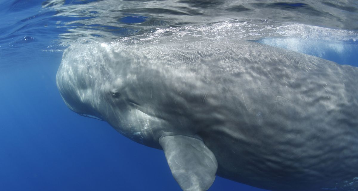 sperm whale, whale birth, whale midwife, whale video, joy