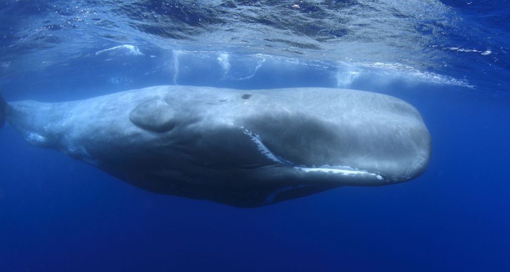 sperm whale, whale birth, whale midwife, whale video, joy