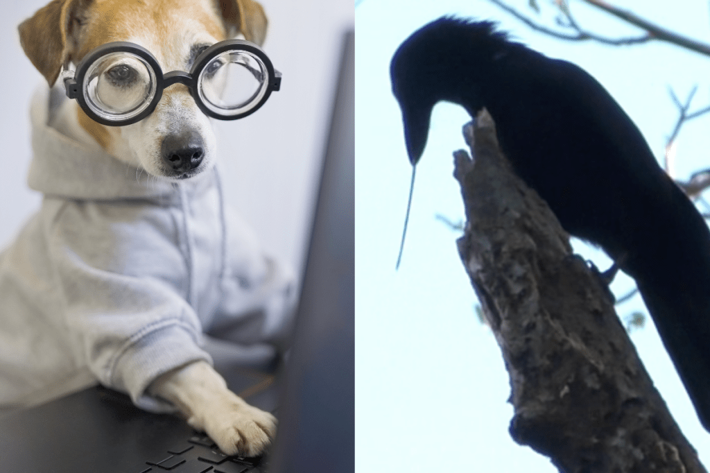 People are sharing the ‘creepiest’ signs of animal intelligence they’ve ever seen firsthand