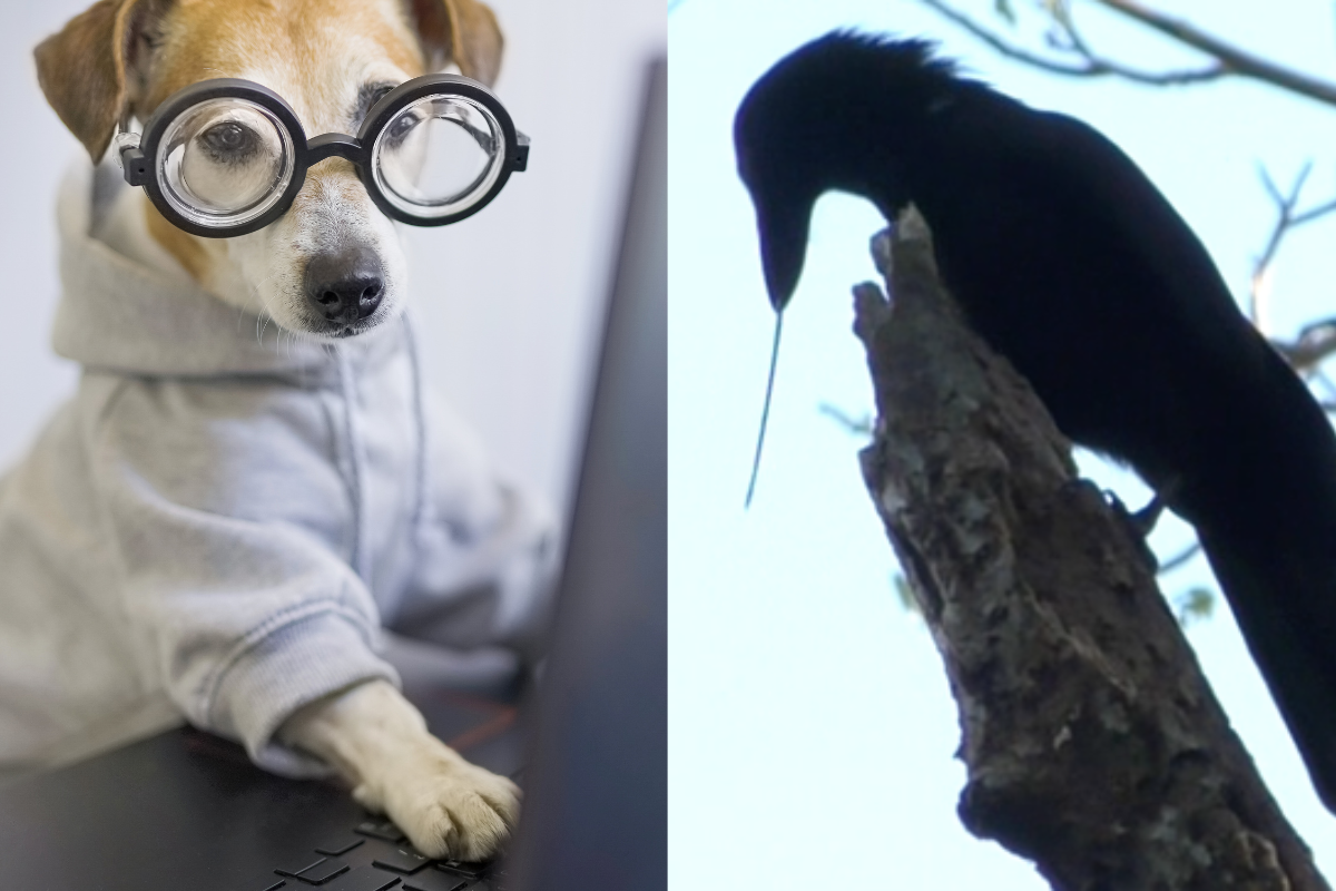 animals, animal intelligence, smart animals, smart dog, dog tricks, crows, octopus, animal stories