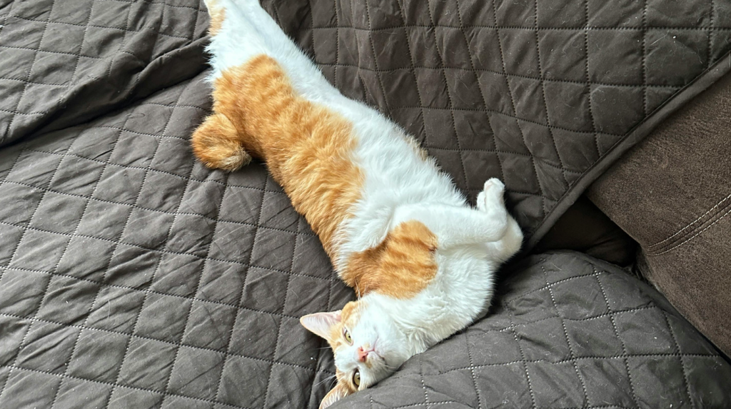 cats, veterinarian, cat people, pets, furniture