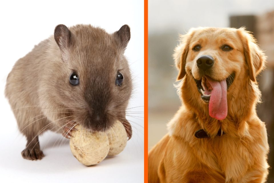 A clip of a golden retriever seemingly befriending a tiny mouse has given people the most unexpected joy