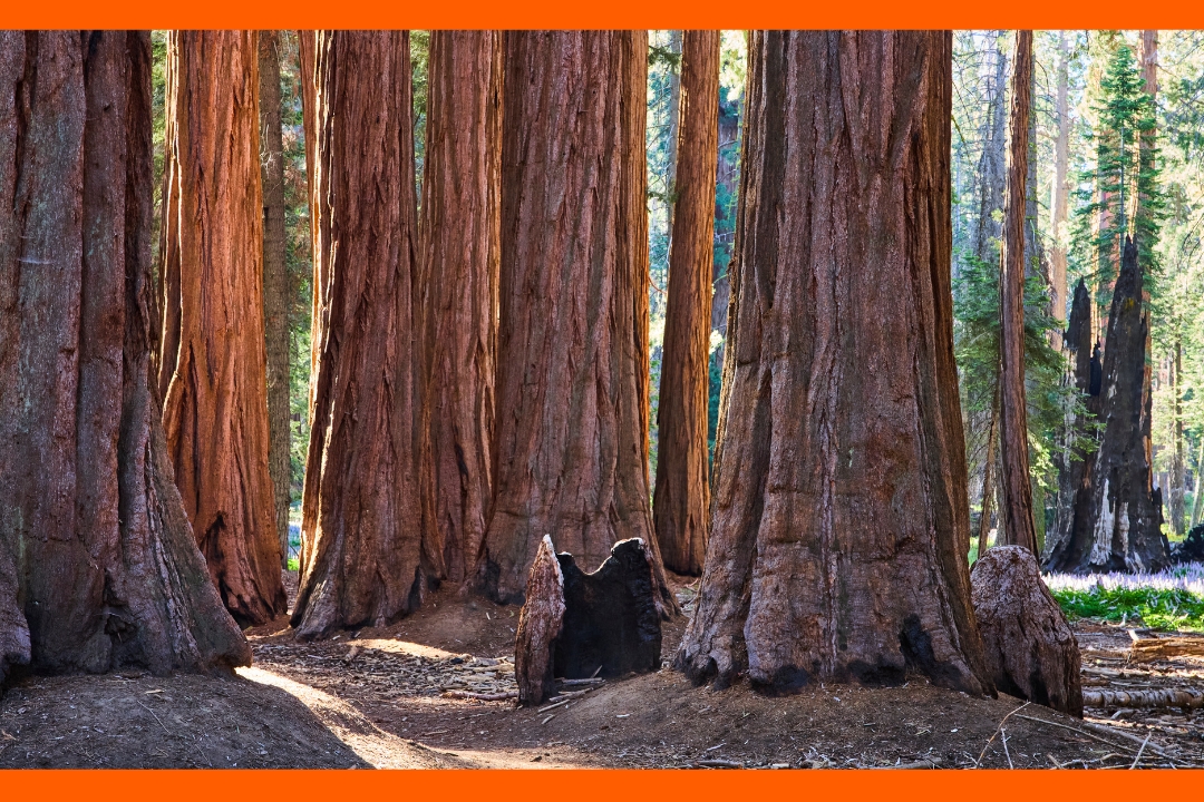 Researchers dug beneath a 2,400-year-old tree and were shocked by the treasures they found