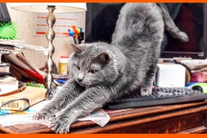 Cats, kittens, laptops, pets