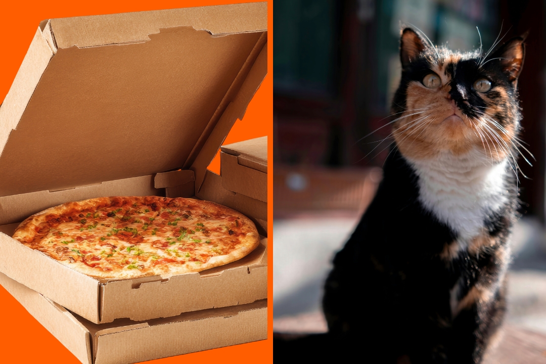 pizza, cat, delivery, pets