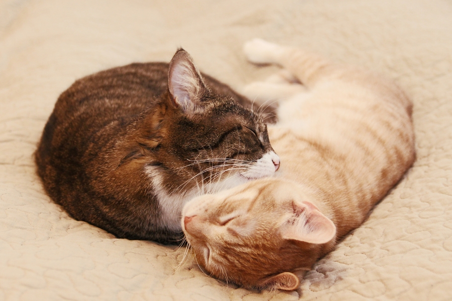 cats, snuggling, pets 