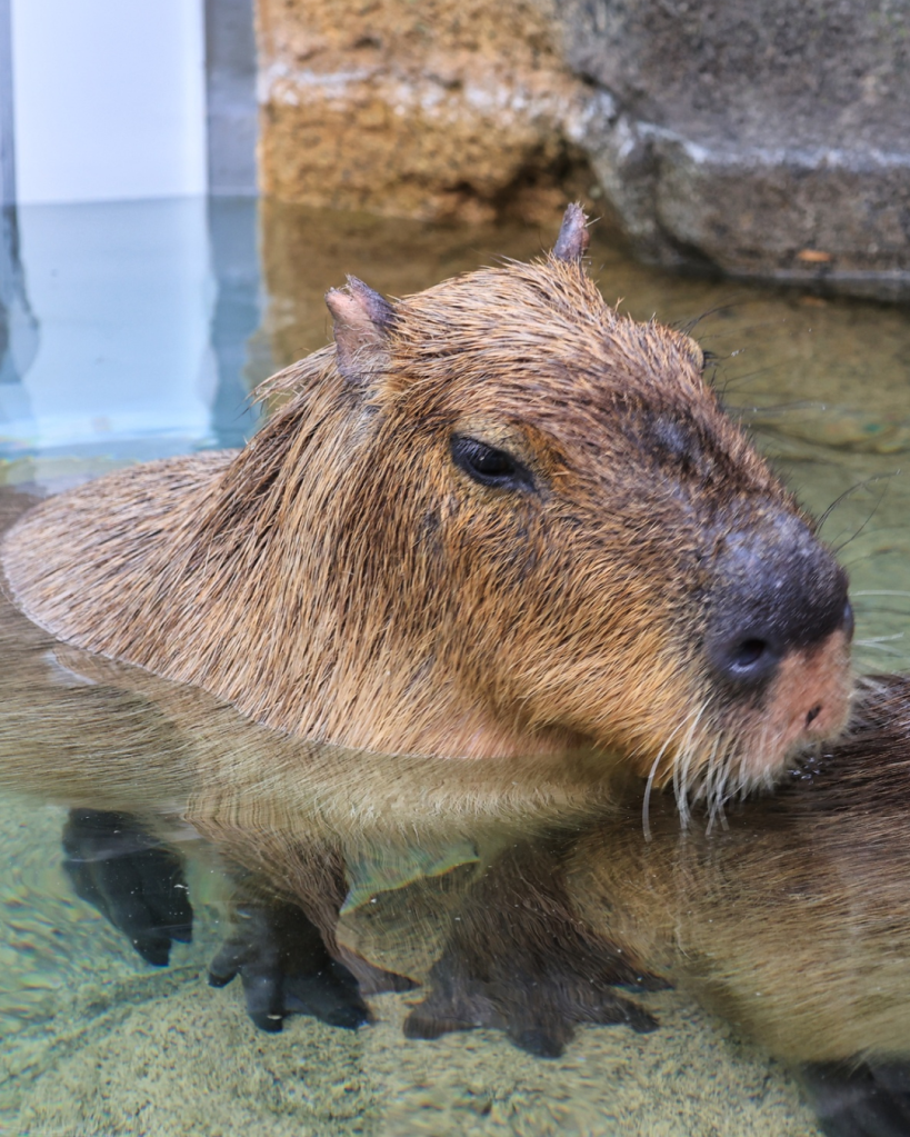 capybara, pups, zoo, buttercup, conservation