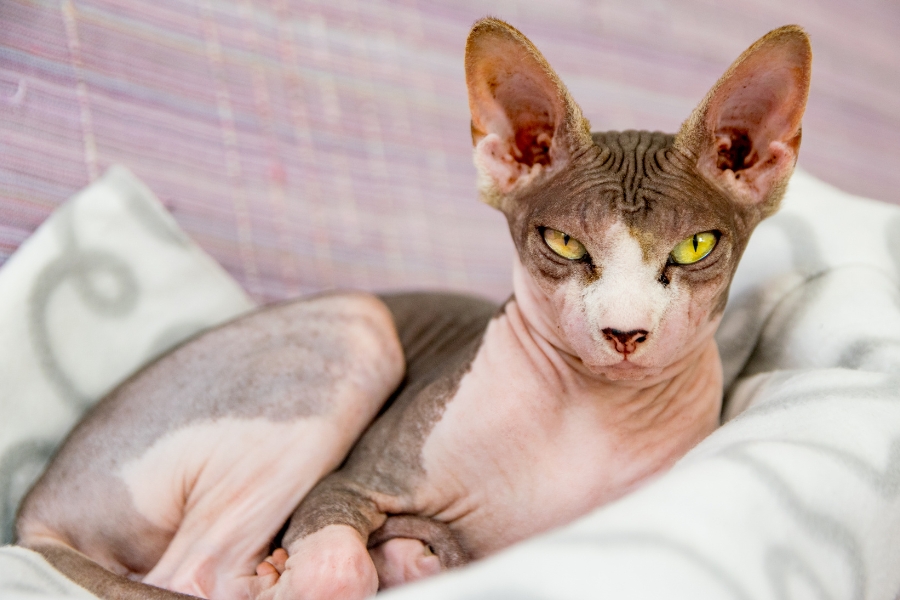 A sphynx cat lying in a cat bed
