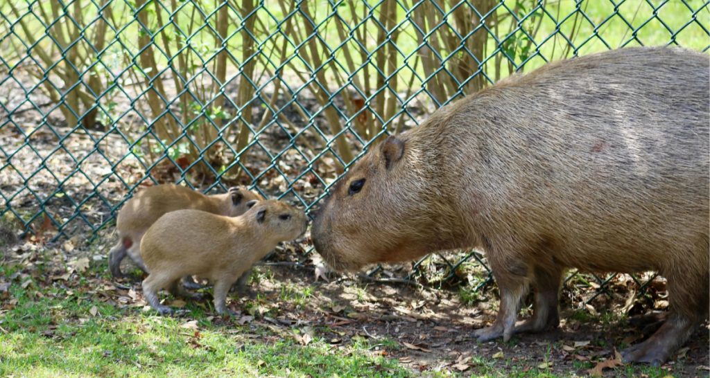 Cape May County Zoo welcomes two new capybara pups, and Buttercup is already an amazing mom