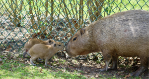 capybara, pups, zoo, buttercup, conservation