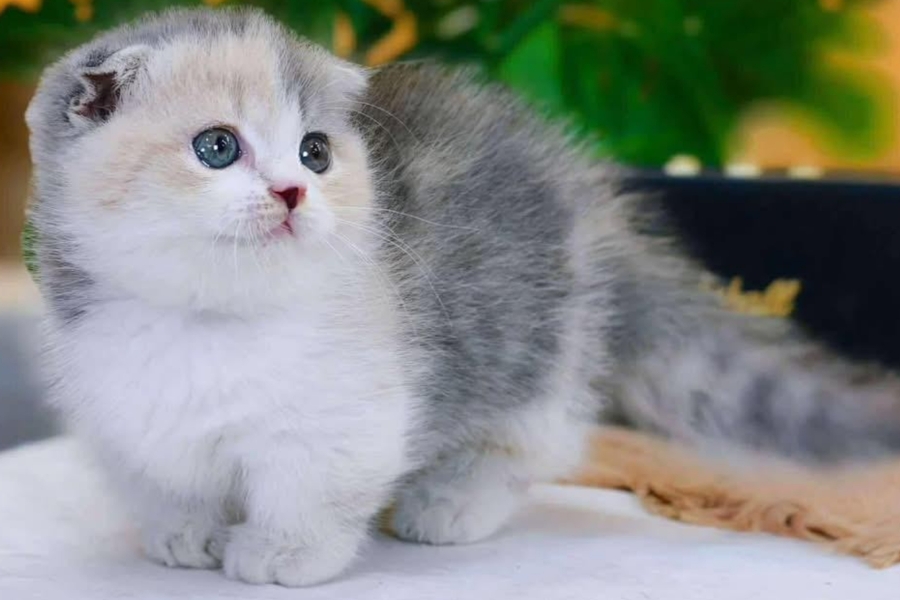 A gray tabby and white munchkin kitten