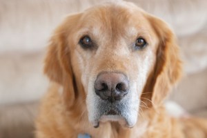 Closeup photo of a golden retriever dog