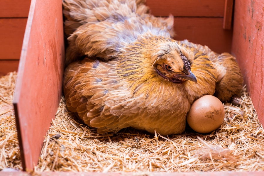 A hen sits in a nest with an egg