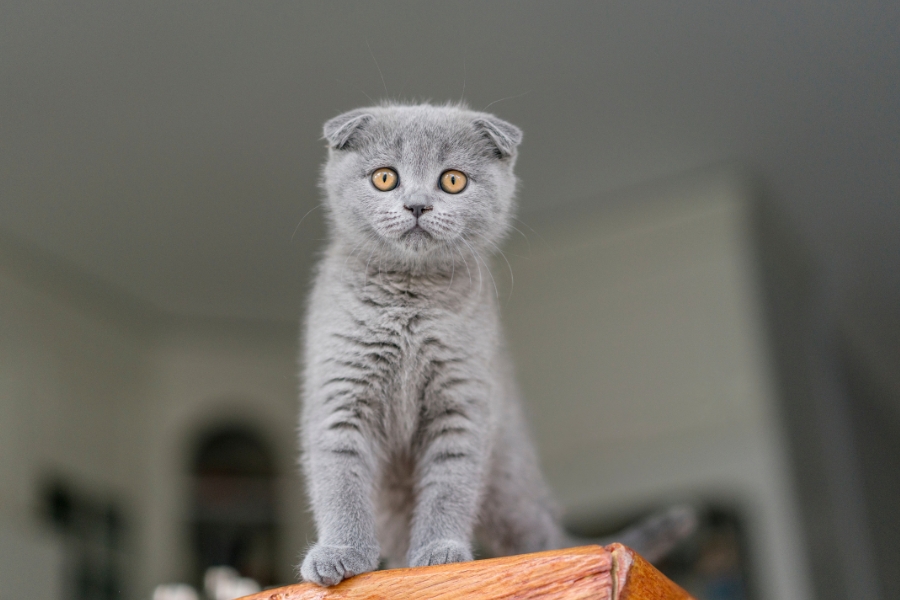 Gray Scottish Fold cat standing on a table