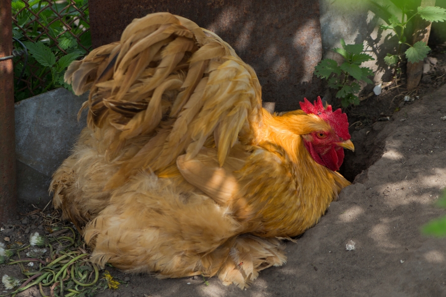A hen bearing down to lay an egg