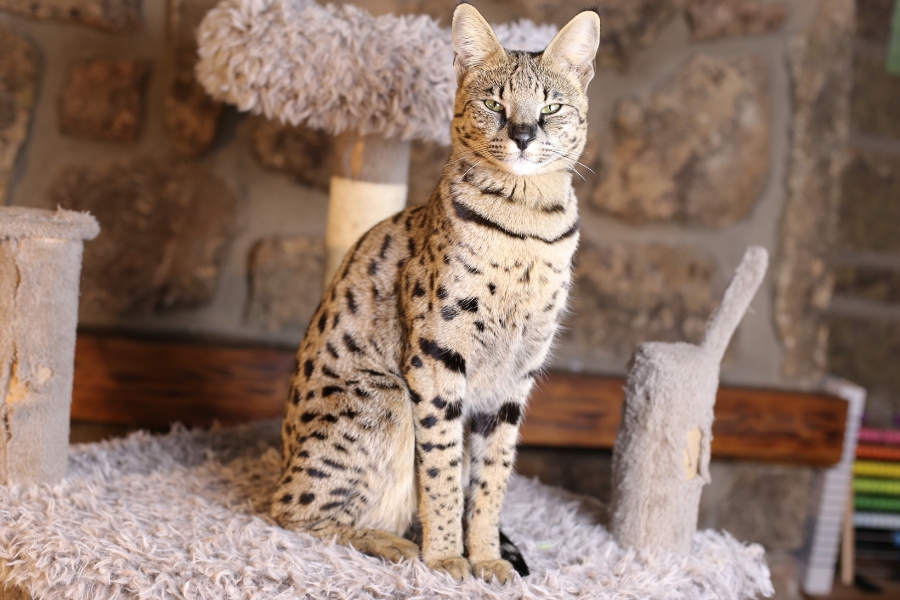 Savannah cat standing on a cat scratching post