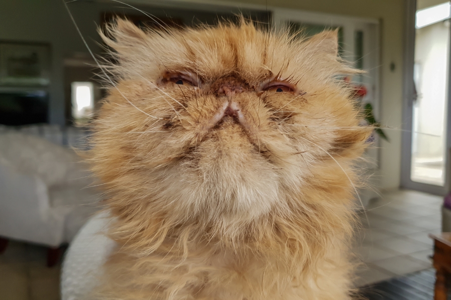 A brown Peke-faced Persian cat with some gunk in its nose, eyes, and fur