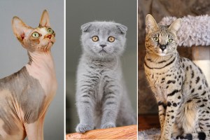 Examples of cat breeds: A sphynx, a Scottish Fold, and a Savannah cat