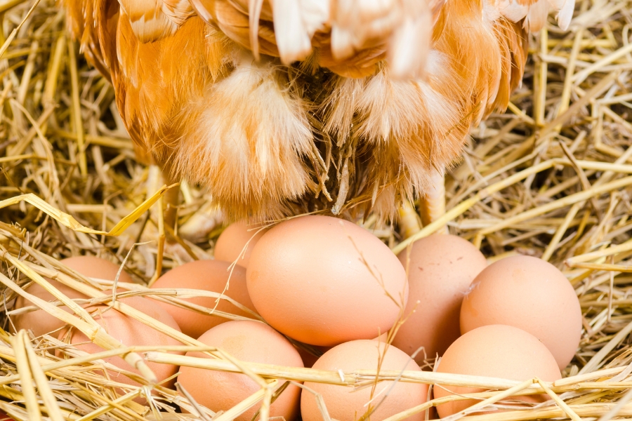 Video of a chicken laying an egg has people rethinking their breakfast