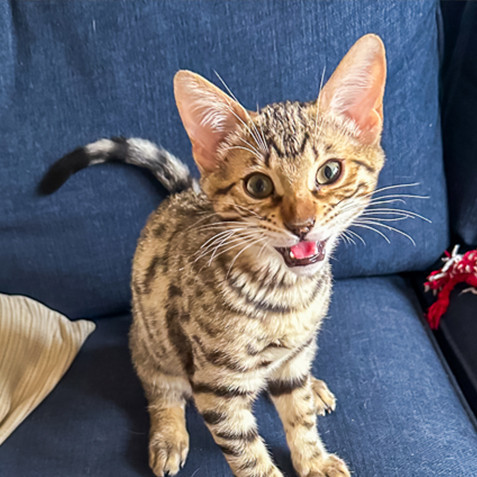 cats, funny cat names, funny cats, kittens, cat jokes