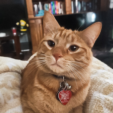 cats, funny cat names, funny cats, kittens, cat jokes