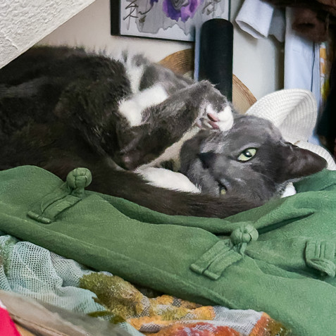 cats, funny cat names, funny cats, kittens, cat jokes