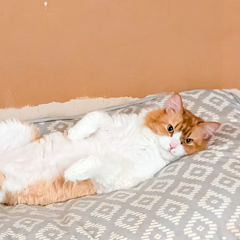 cats, funny cat names, funny cats, kittens, cat jokes