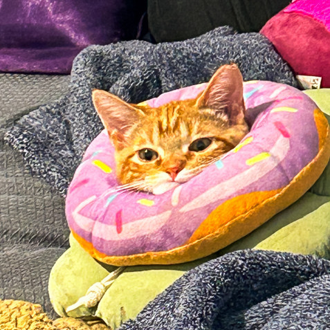 cats, funny cat names, funny cats, kittens, cat jokes