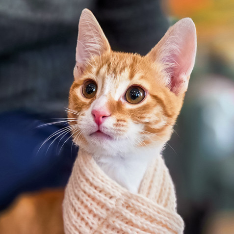 cats, funny cat names, funny cats, kittens, cat jokes